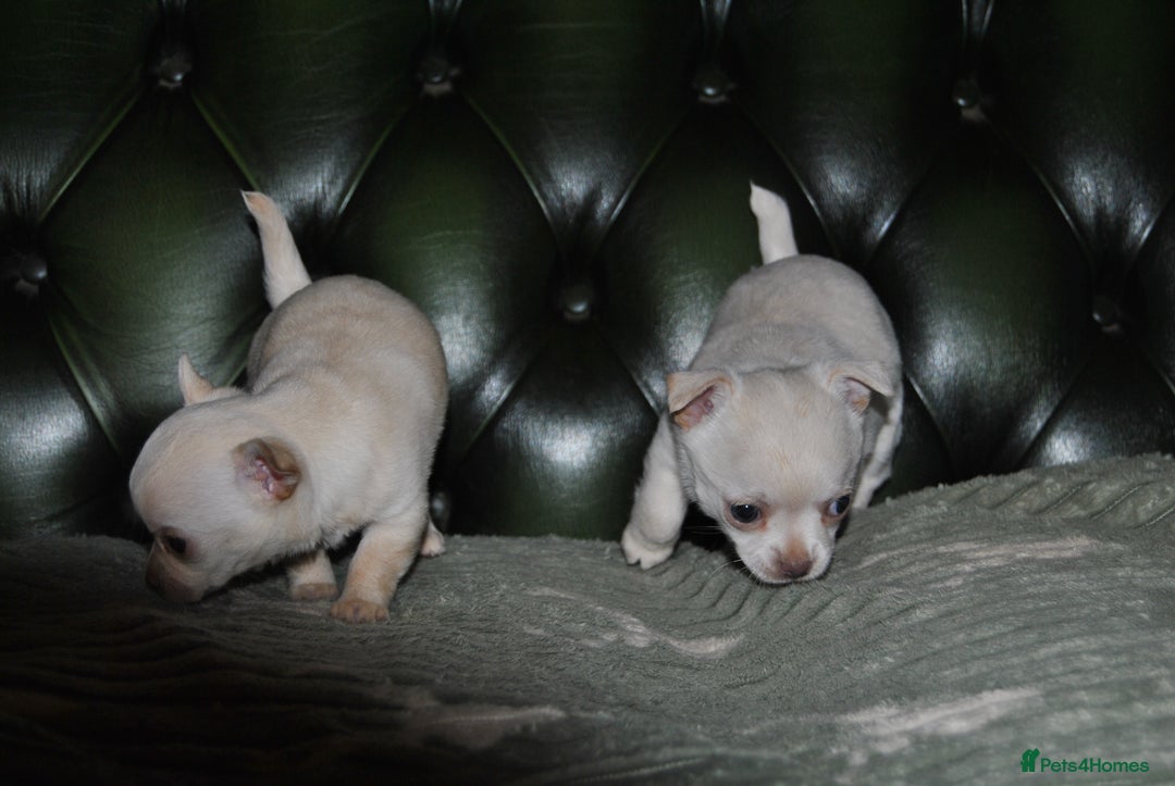 Chihuahua dogs for sale: Rare white  **  Chihuahua- girls  - Advert 8