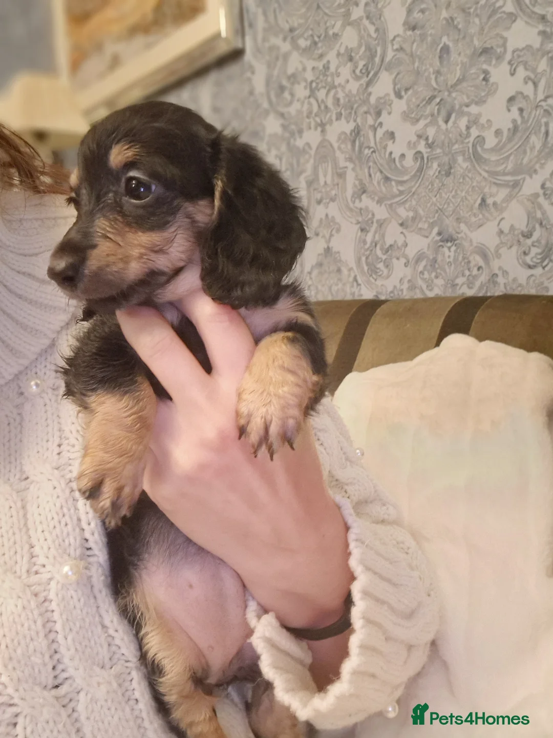 Miniature Dachshund dogs for sale:  Reduced For Last Girl Long Coat Waiting For You  - Advert 25