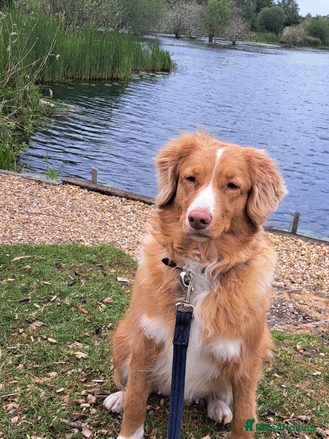 Nova Scotia Duck Tolling Retriever dogs for sale: Beautiful 3 year old female Toller.  - Image 3