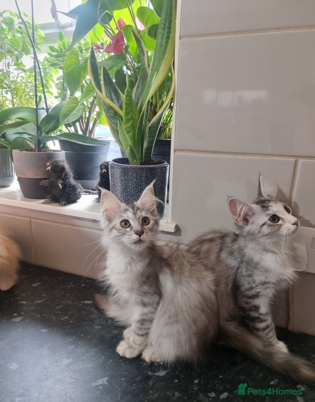 Maine Coon cats Beautiful Maine Coon Kittens READY TO LEAVE - Advert 2