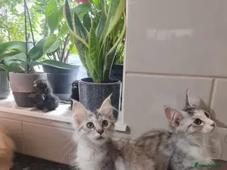 Maine Coon cats Beautiful Maine Coon Kittens READY TO LEAVE - Advert 2