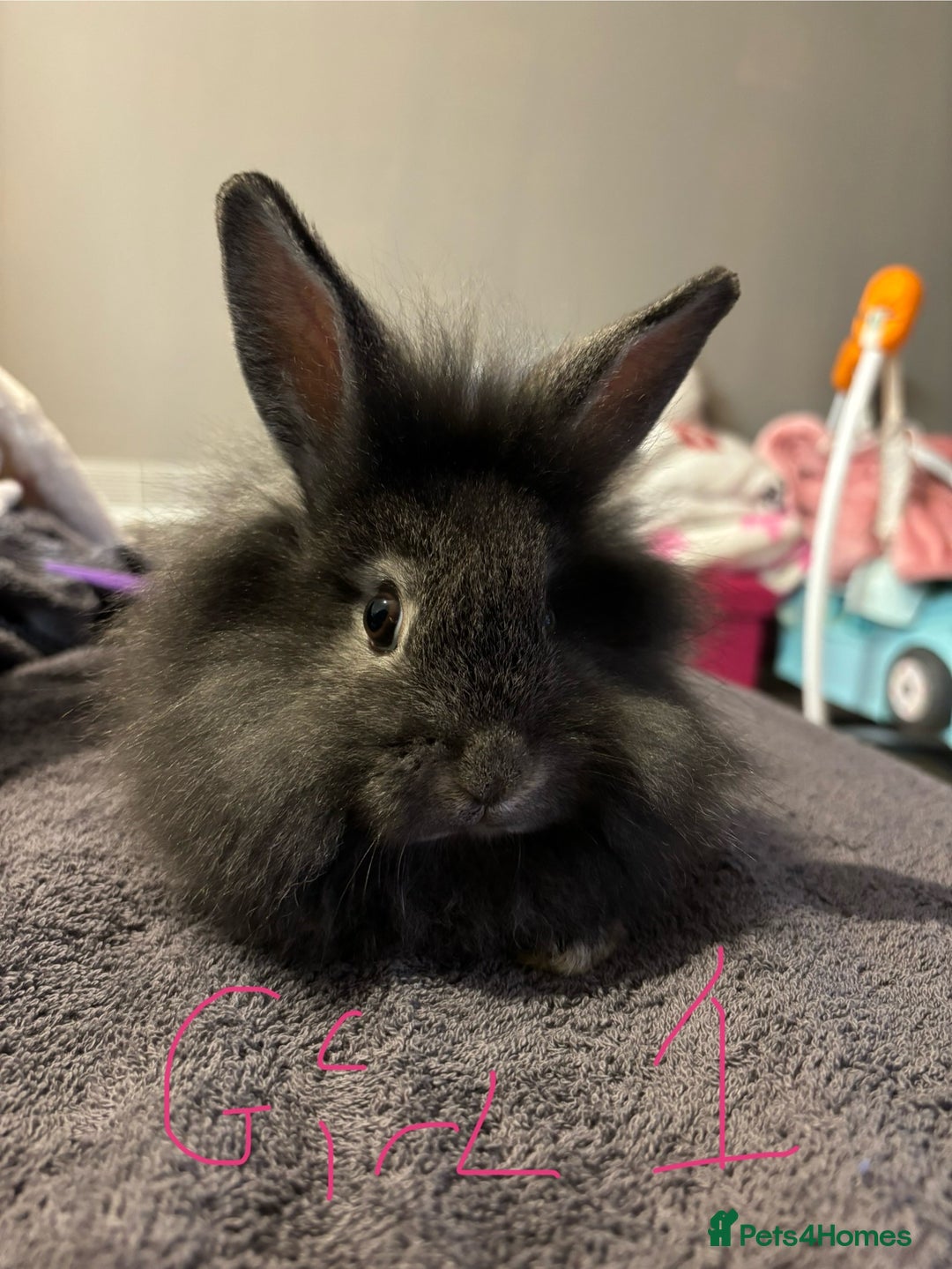 Lionhead rabbits for sale: Beautiful lionhead bunnies  - Advert 6