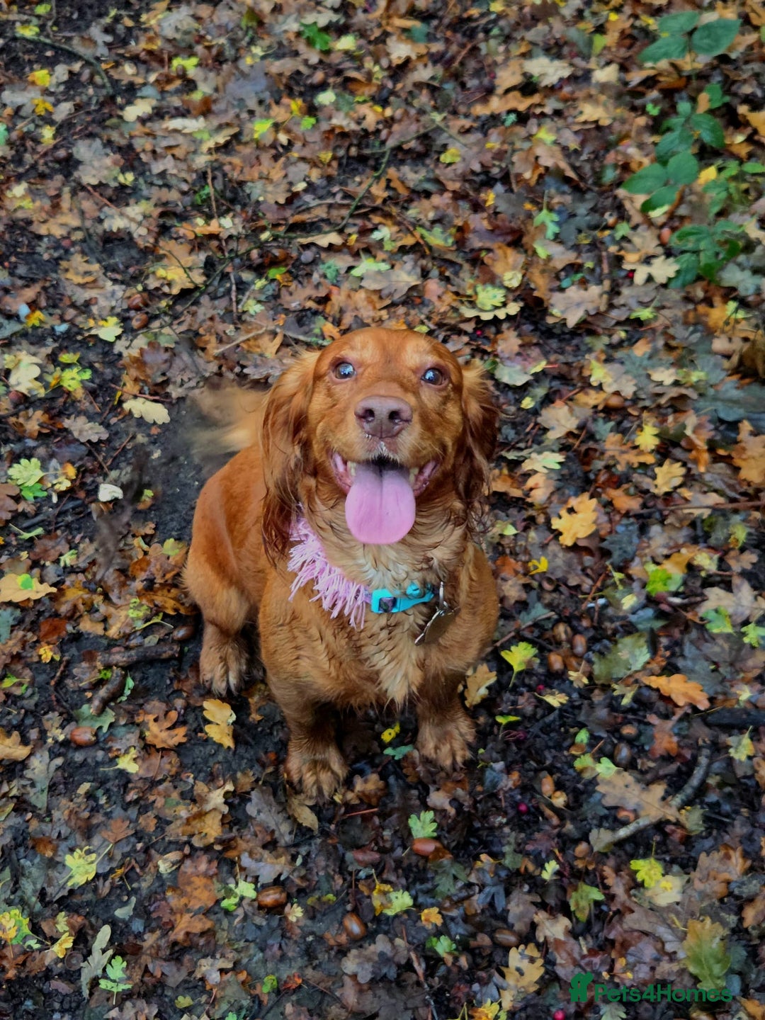 Cocker Spaniel dogs for sale: Stunning KC reg red working cocker pups - Advert 20