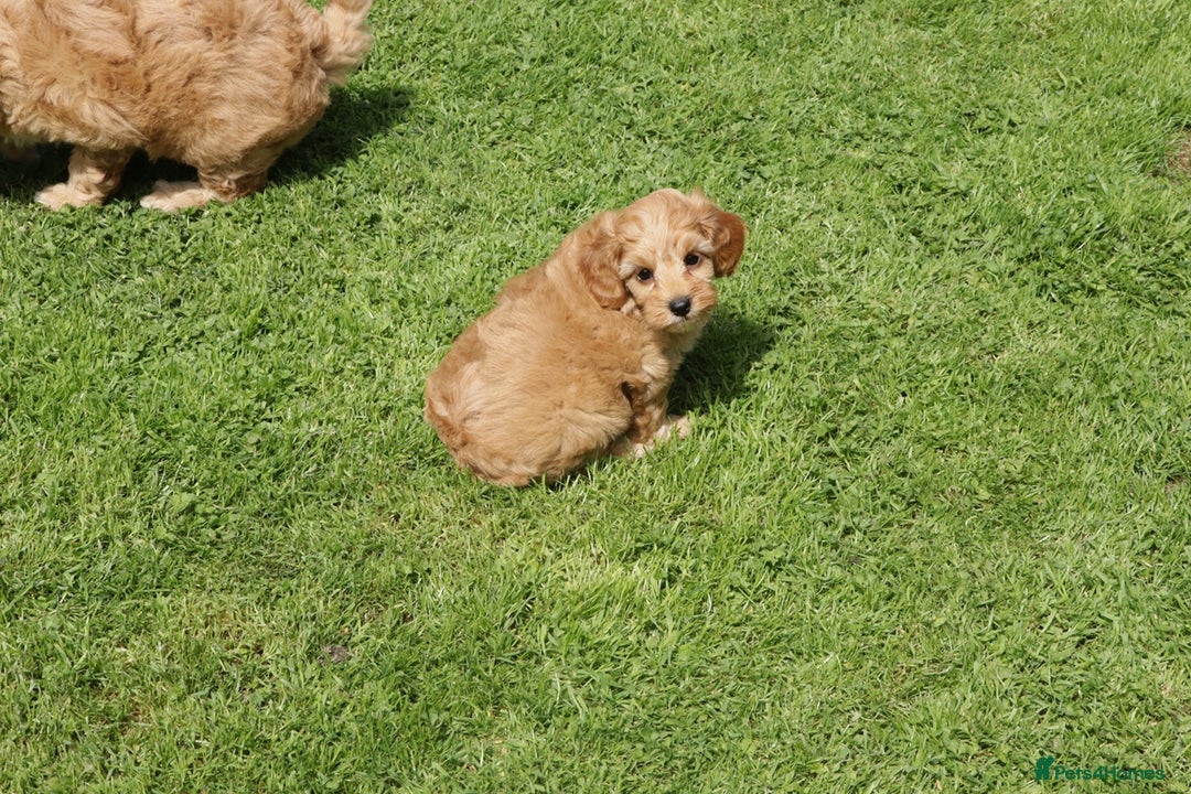 Cockapoo dogs for sale: Beautiful Cockapoo puppies for sale - Image 7