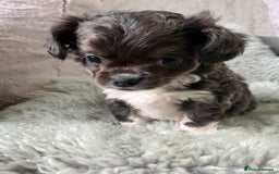 Chihuahua dogs for sale: LC Female Chihuahua  - Advert 3