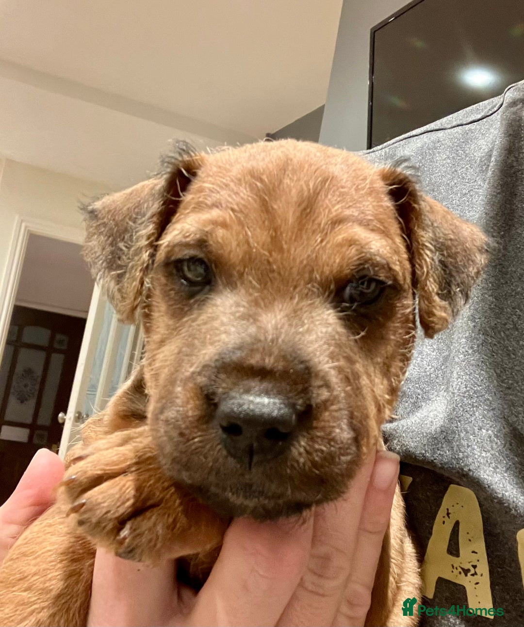Lakeland Terrier dogs for sale: 5 Gorgeous Lakeland Terriers  - Image 19