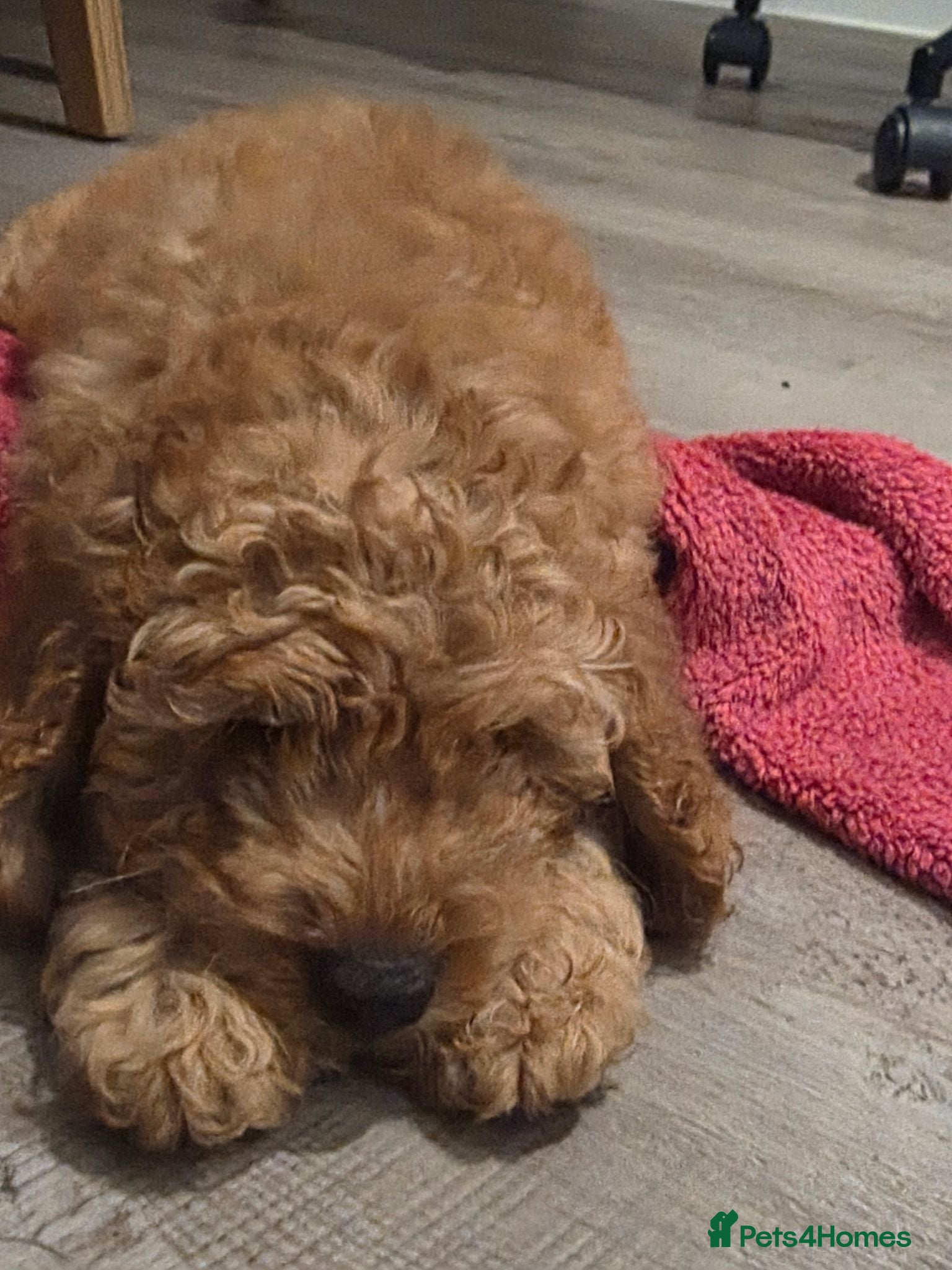 Cockapoo dogs 1 ADORABLE male Cockapoo puppy available!  - Advert 2