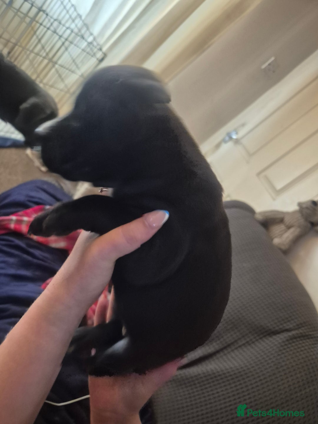 Mixed Breed dogs for sale: Litter of 7 beautiful puppies - Image 13