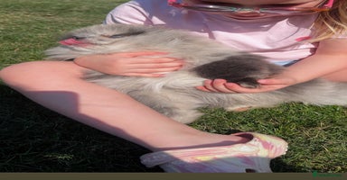 Pomeranian dogs - Advert 6