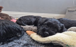 Miniature Schnauzer dogs for sale: Adorable KC Reg Miniature Schnauzer Puppies - Image 5