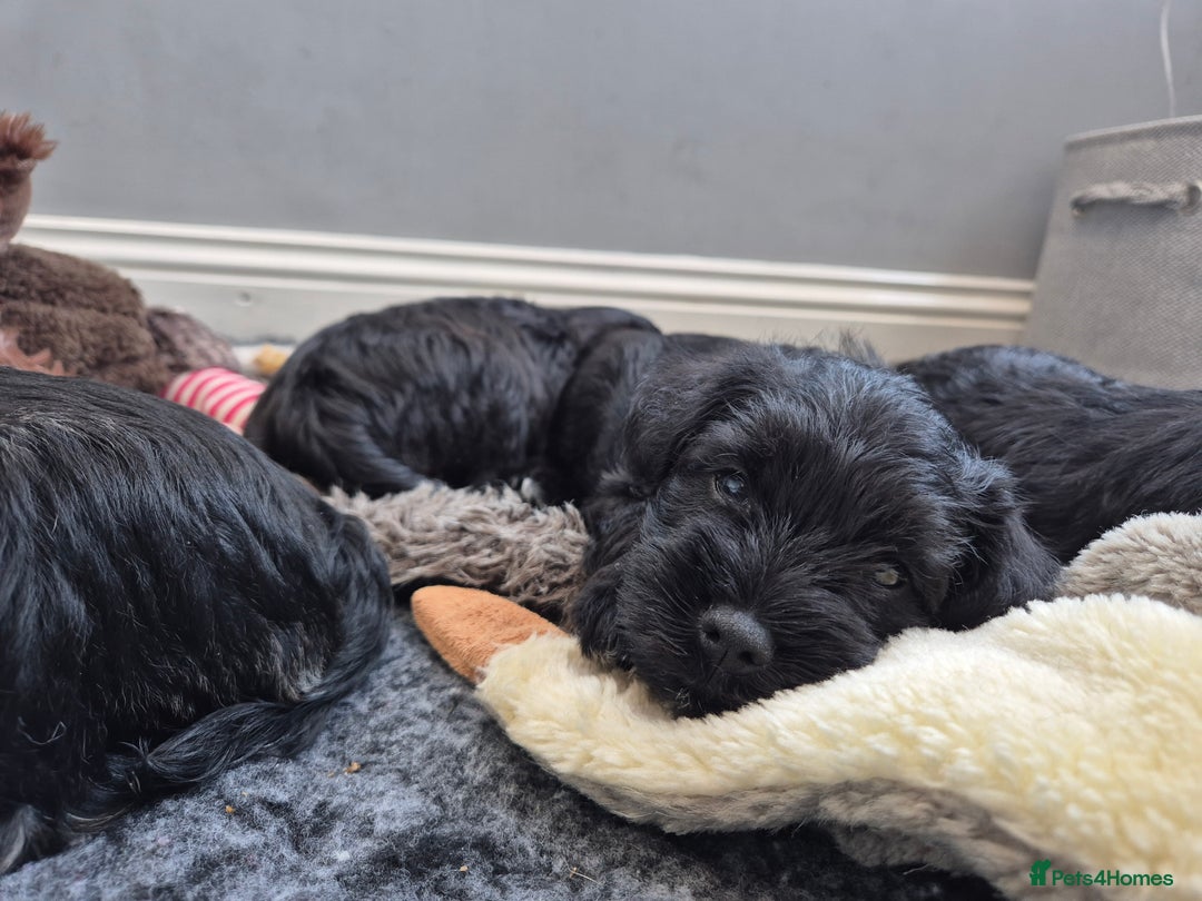 Miniature Schnauzer dogs for sale: Adorable KC Reg Miniature Schnauzer Puppies - Image 5