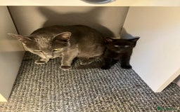 Mixed Breed cats for sale: Beautiful dark chocolate female kitten - Image 3