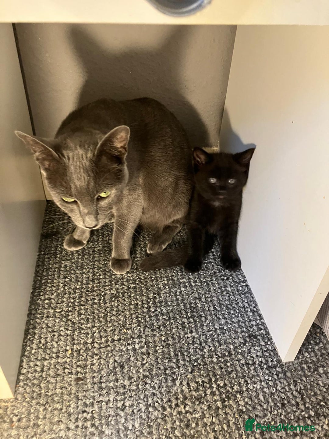 Mixed Breed cats for sale: Beautiful dark chocolate female kitten - Image 3