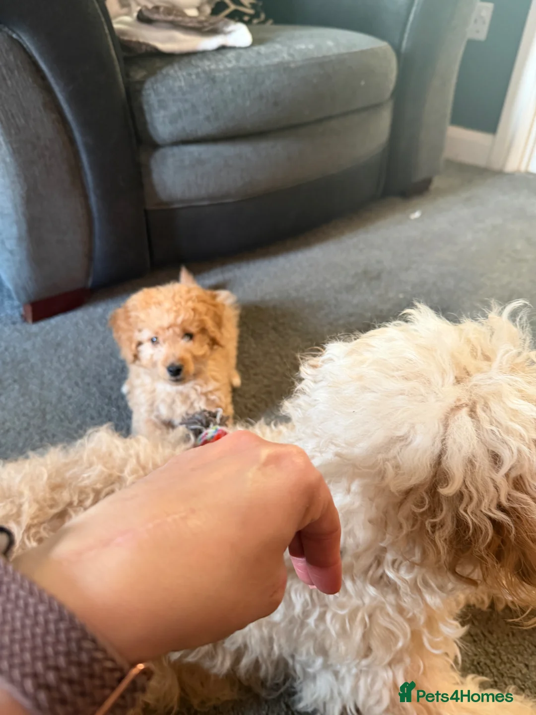 Labradoodle dogs for sale: Adorable miniature multigenerational Labradoodle  - Advert 2