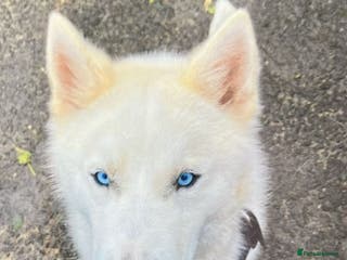 Mixed Breed dogs Sarah - Advert 5