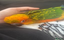 Ringnecks birds for sale: Baby sun conure  in Redcar - Image 12