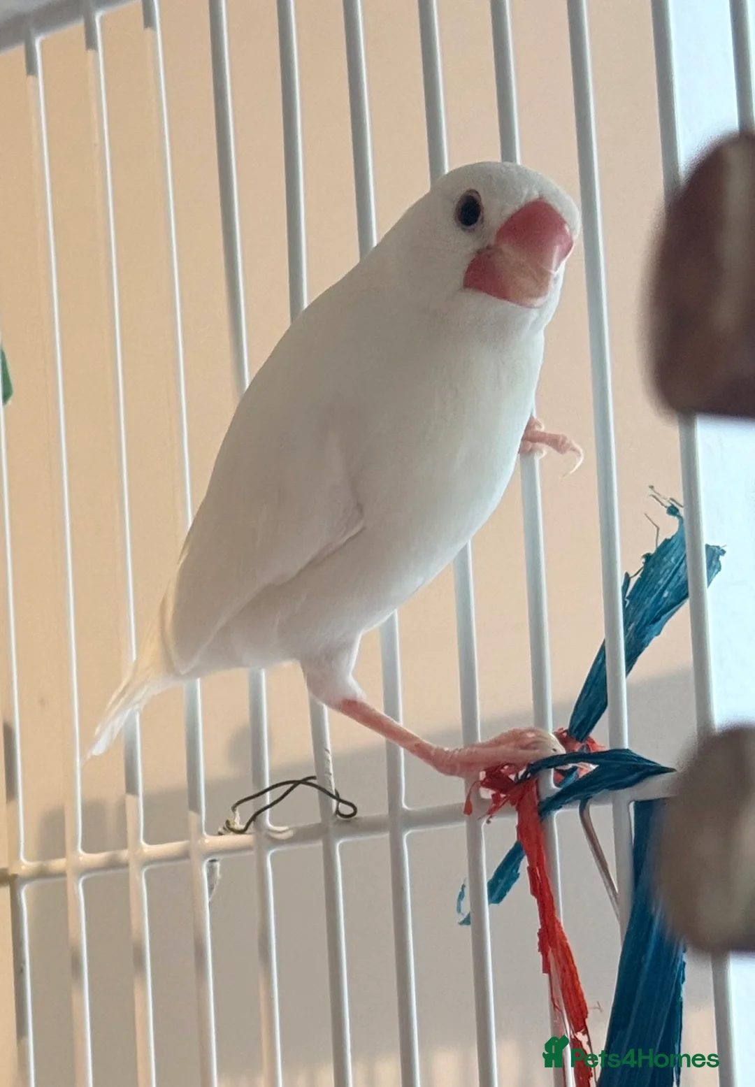 Budgerigars birds for sale: Bonded Pair 6 months old Java white sparrows  - Advert 8