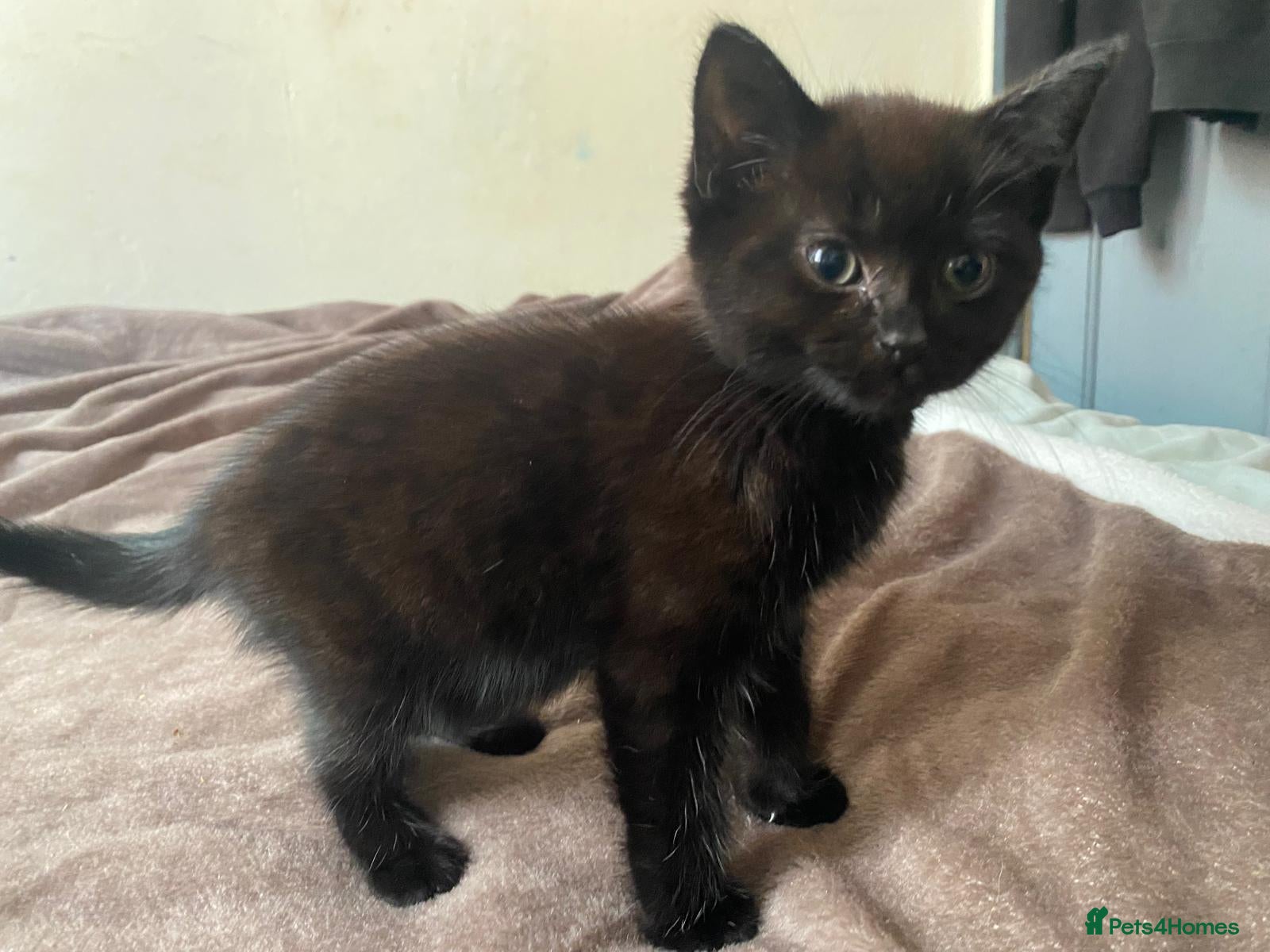 Mixed Breed cats Little ones lookimg for home - Advert 1