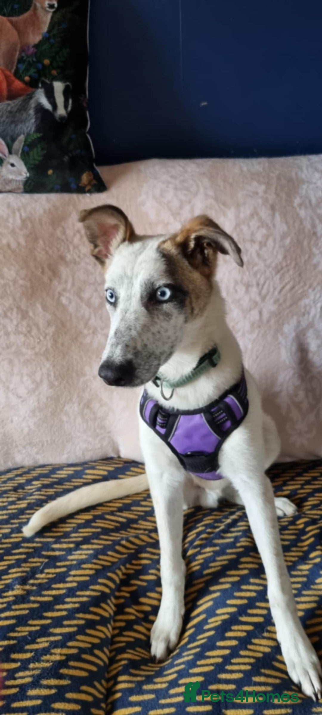 Mixed Breed dogs for adoption: Enzo 10 months old  - Image 1