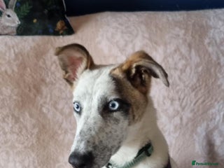 Mixed Breed dogs - Advert 8
