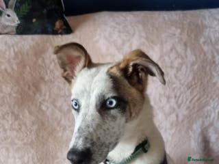 Mixed Breed dogs Enzo 10 months old - Advert 3