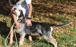 Grand Bleu De Gascogne dogs for adoption: Thor  - Image 4
