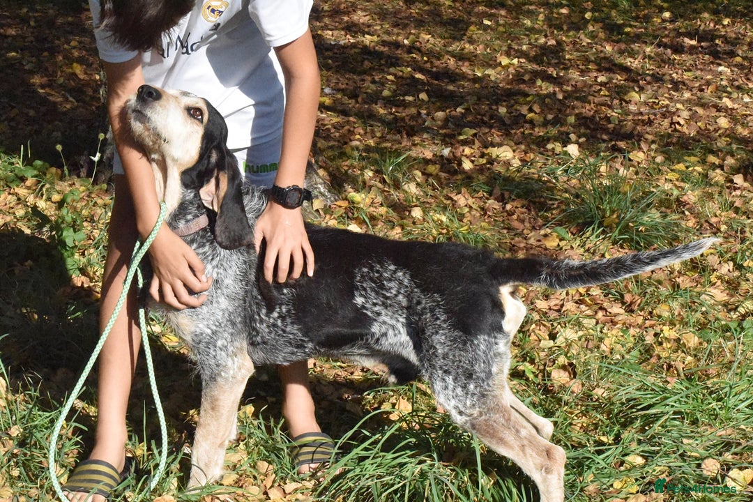 Grand Bleu De Gascogne dogs for adoption: Thor  - Image 4