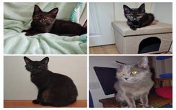 Mixed Breed cats for sale: Black mixed breed kittens - Image 3
