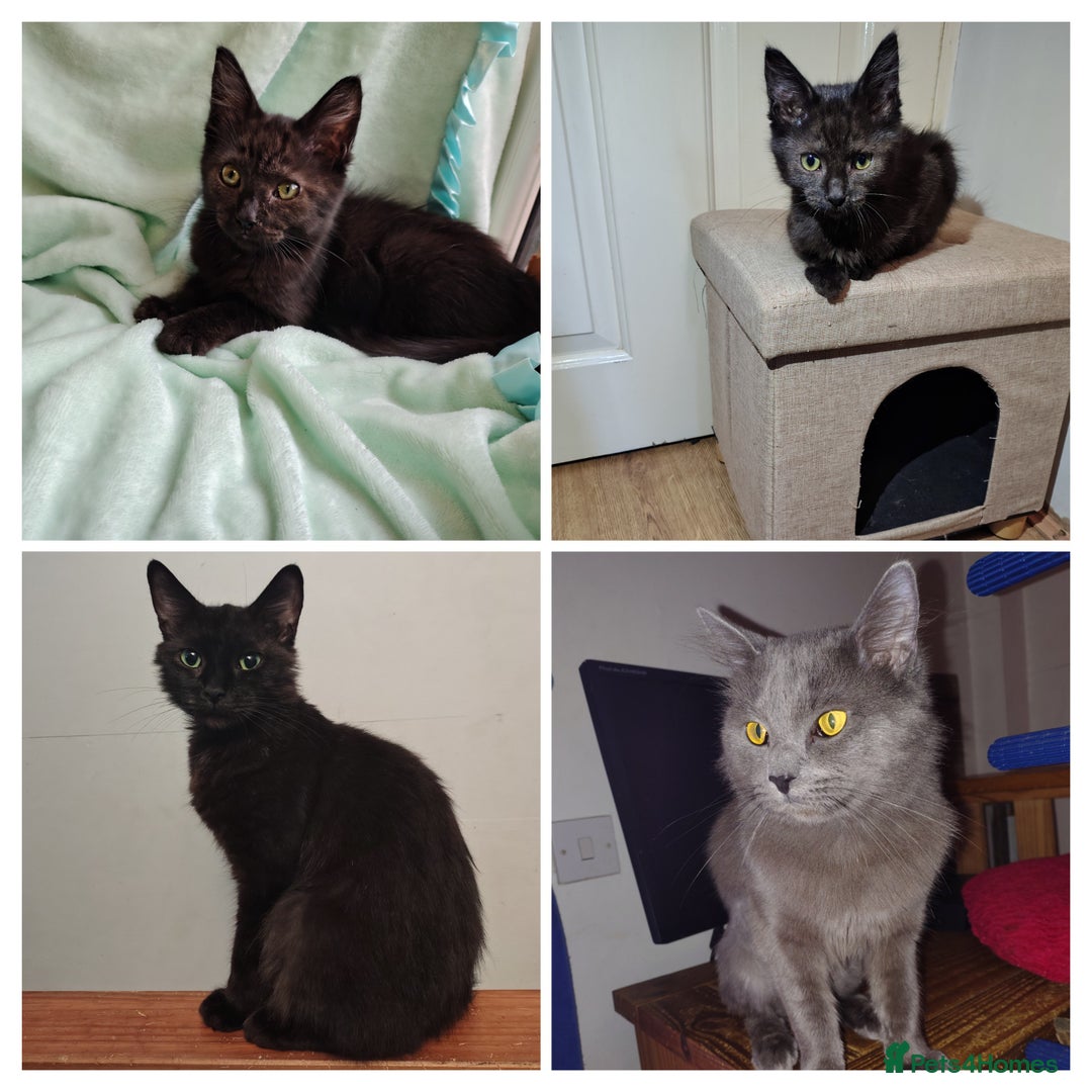 Mixed Breed cats for sale: Black mixed breed kittens - Image 3