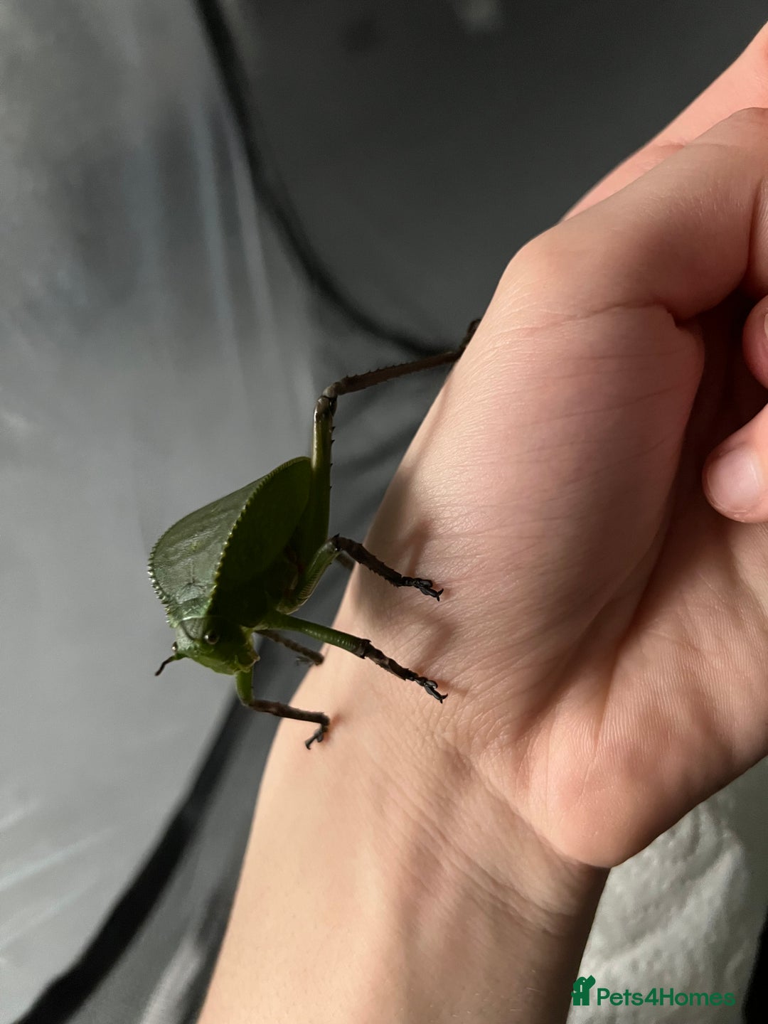 Stick Insects invertebrates for sale: Giant Hooded Katydid Nymphs - Advert 3