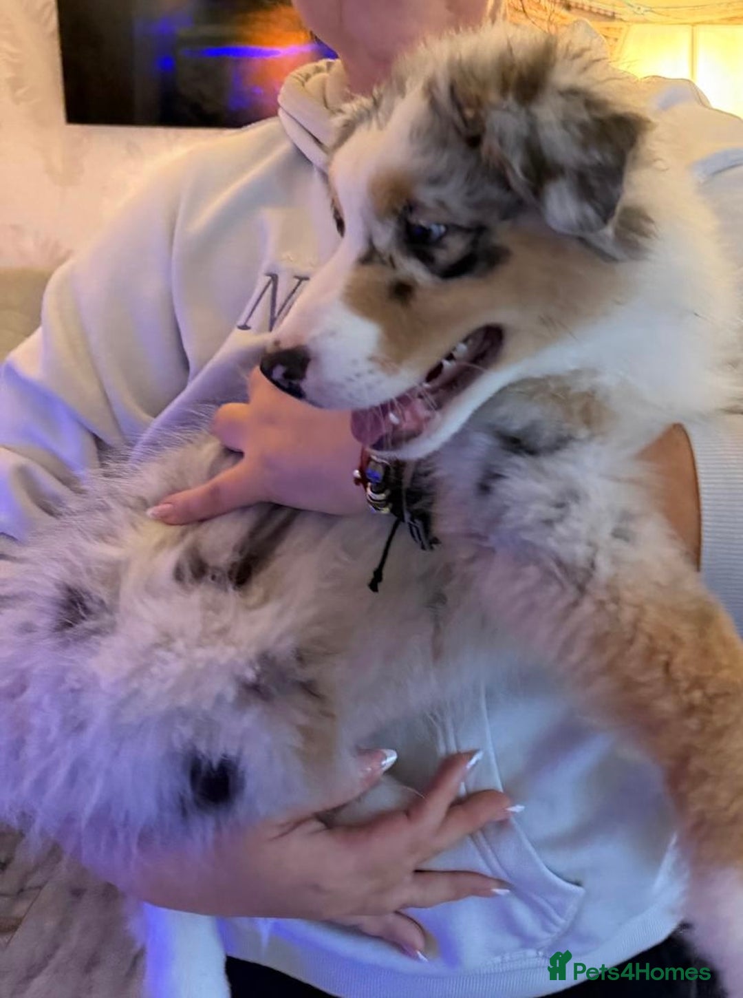 Australian Shepherd dogs for sale: Sweet boy  Australian Shepherd KC registration🥰 - Advert 12