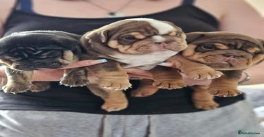 English Bulldog dogs - Advert 3