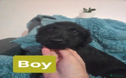 Labradoodle dogs for sale: READY NOW: Labradoodle pups (only black ones left) - Image 4