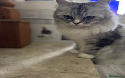 Maine Coon cats for sale: Ciri  - Image 3