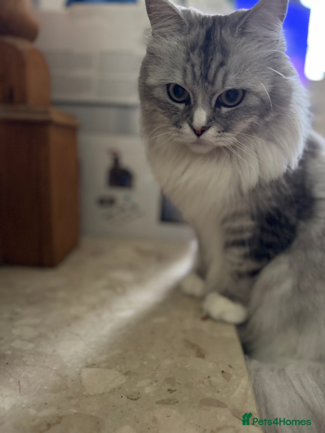 Maine Coon cats for sale: Ciri  - Image 3