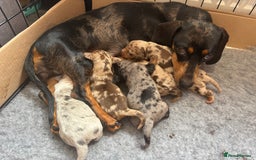 Miniature Dachshund dogs for sale: Only 4 left! Adorable Mini Dachshund Puppies 🐾🐶 - Image 25