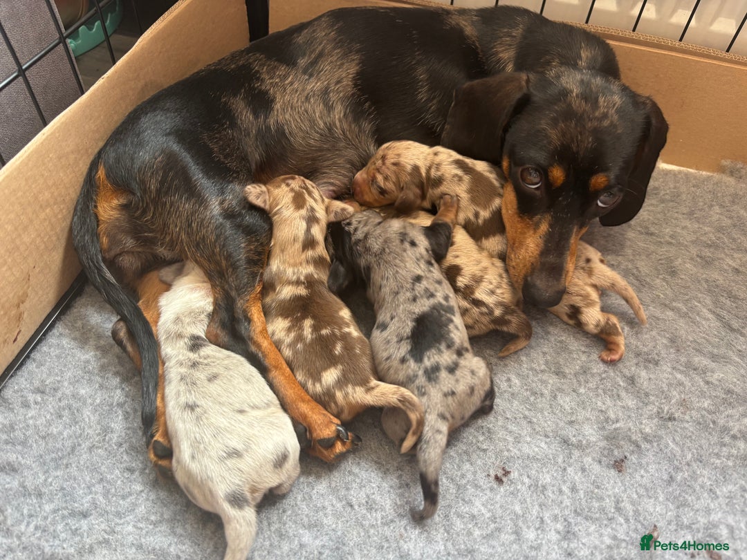 Miniature Dachshund dogs for sale: Only 4 left! Adorable Mini Dachshund Puppies 🐾🐶 - Image 25