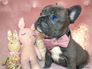 French Bulldog dogs 🌸Isabella,Rojo,Lilac,Blue,Chocolate🌸 - Advert 1