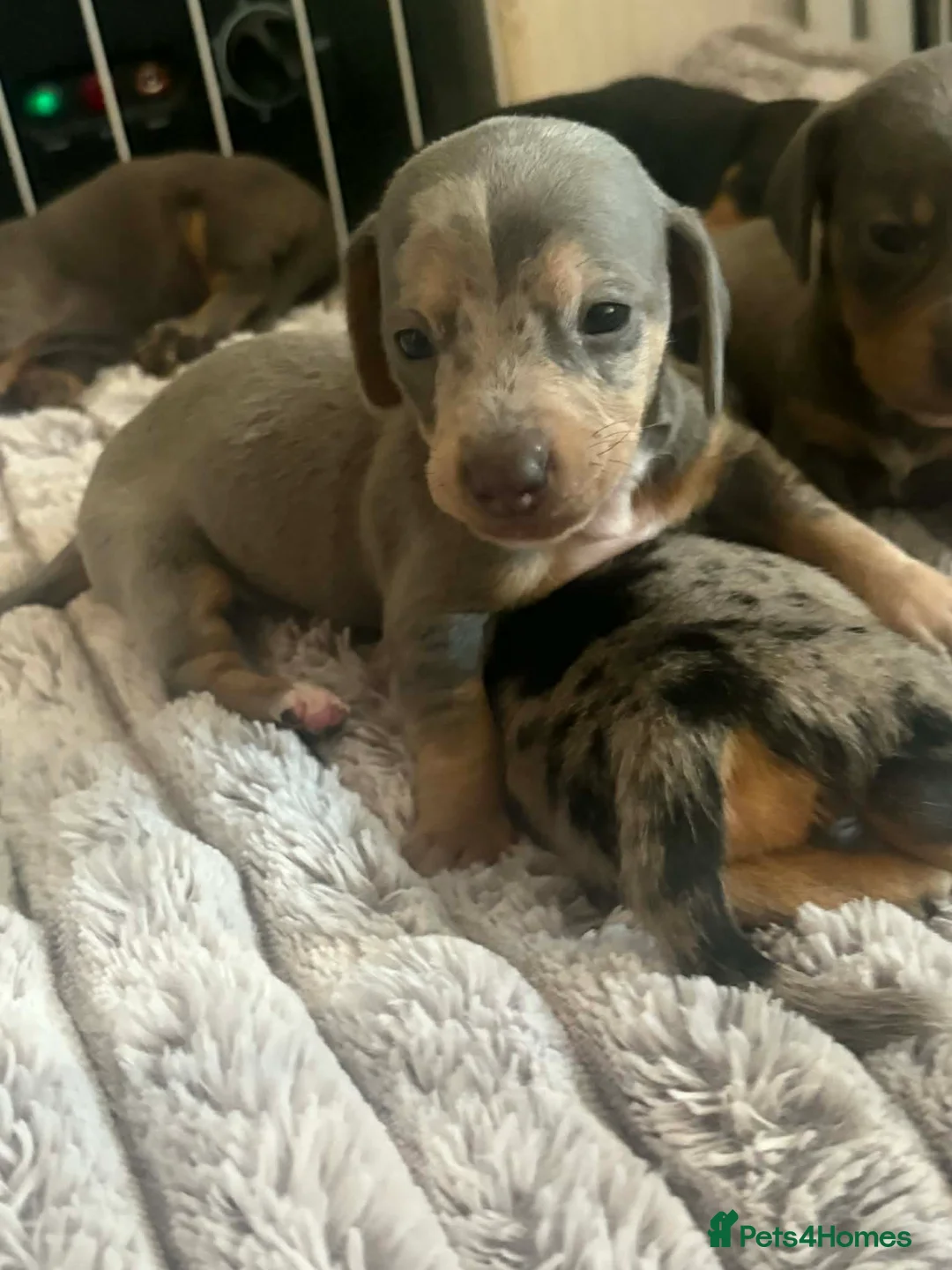Miniature Dachshund dogs for sale: Miniature dachshund puppies  - Advert 5