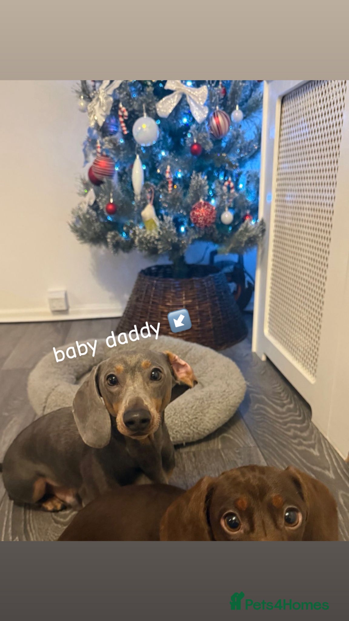 Dachshund dogs for sale: gorgeous puppy dachshunds for sale in Portsmouth - Advert 9