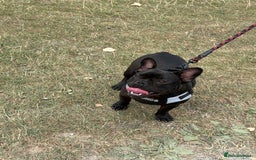 French Bulldog dogs for sale: 8 month old French Bulldog! - Image 7