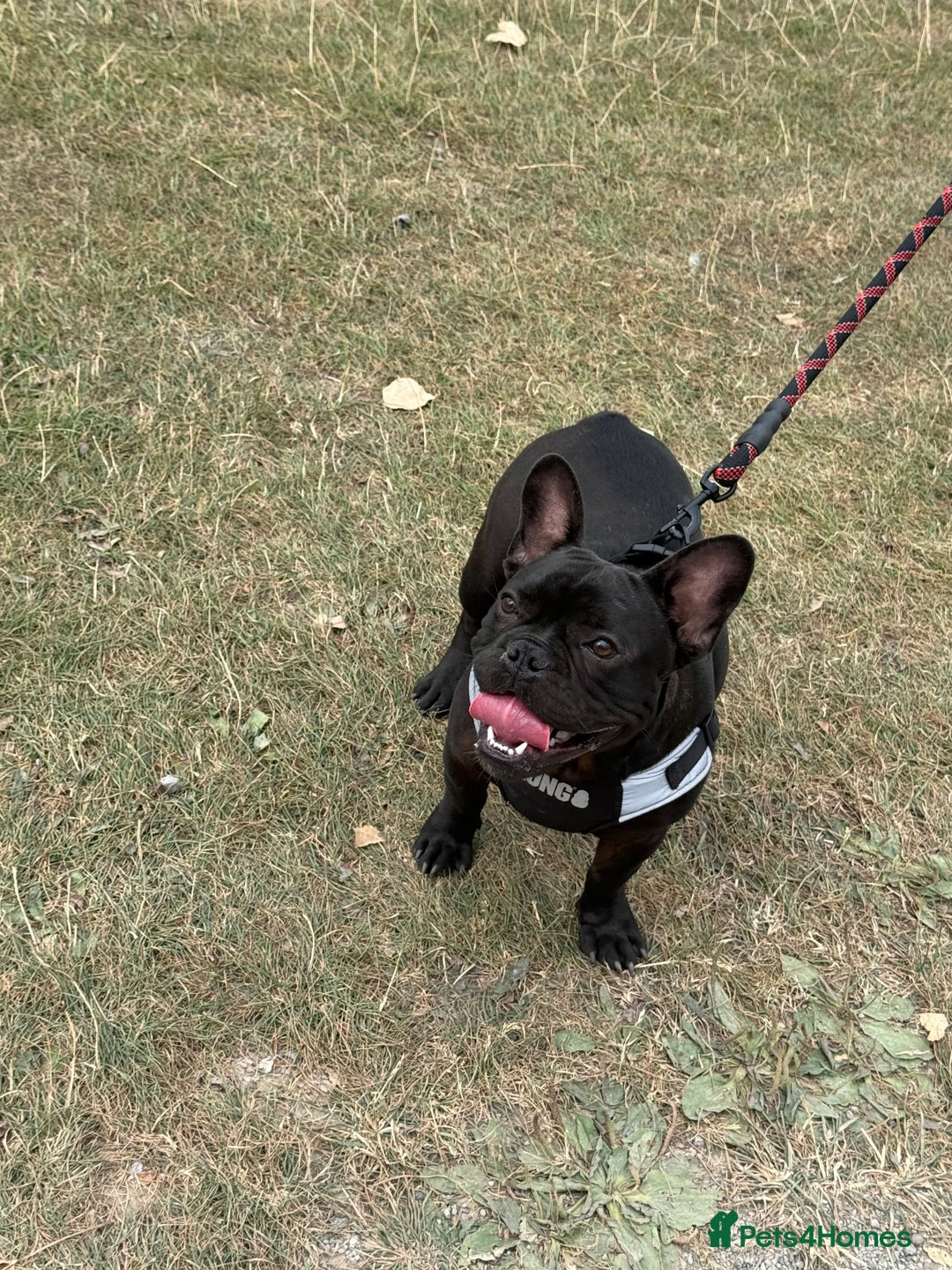 French Bulldog dogs for sale: 8 month old French Bulldog! - Image 7