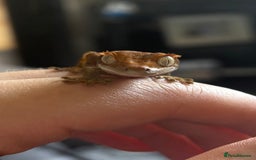 Gecko reptiles for sale: Female Gecko  - Image 7