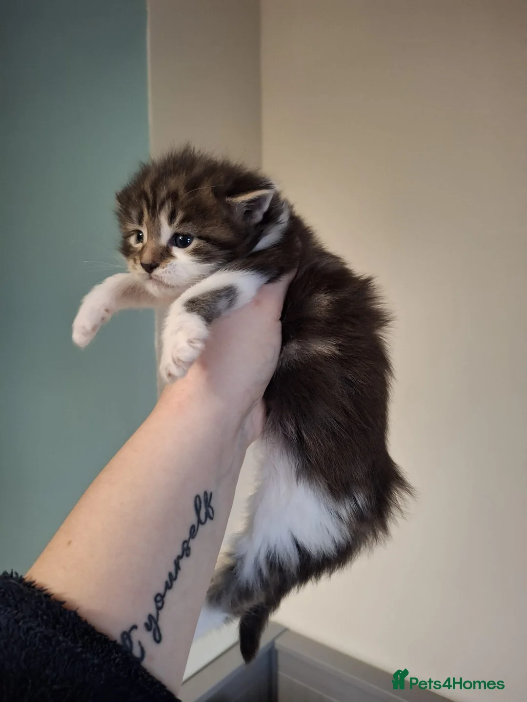 Maine Coon cats for sale: Beautiful Maine Coon Kittens  - Advert 9