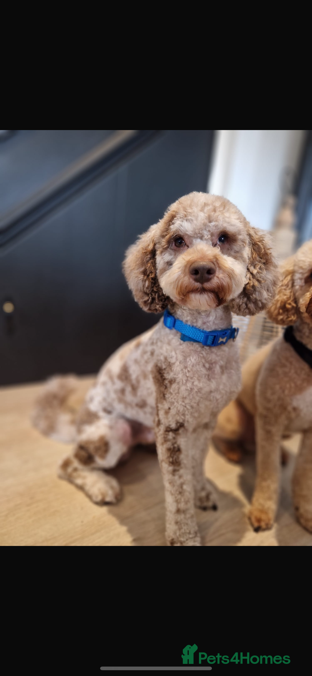 Cockapoo dogs for sale: BEAUTIFUL MERLE COCKER POO PUPPIES, HEALTH TESTED - Image 28