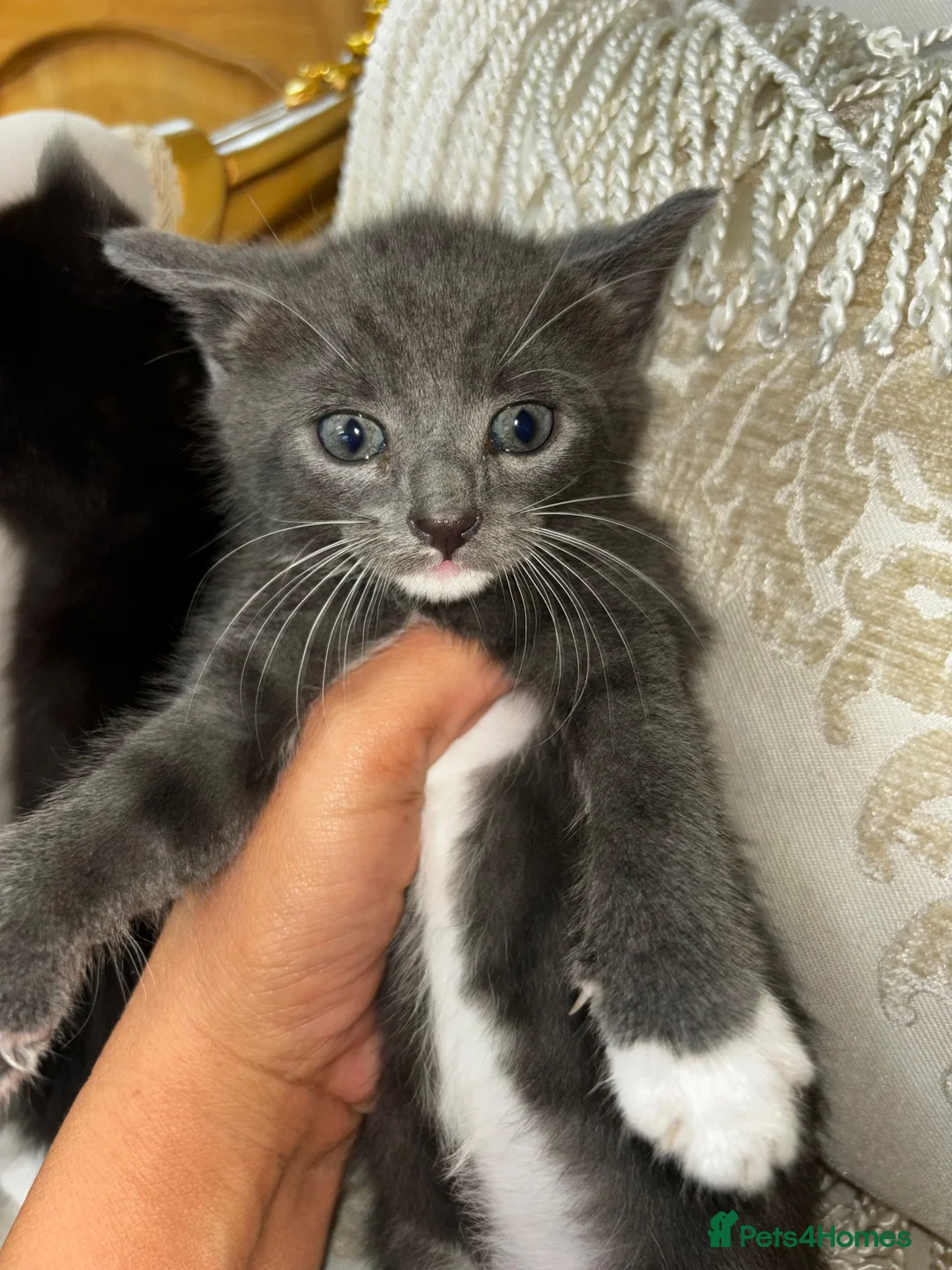 Mixed Breed cats for sale: Kittens in Wingate - Advert 2
