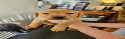 Labrador Retriever dogs for sale: KC Registered Pedigree Labrador Pups  - Advert 11