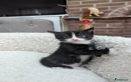 European cats for sale: 5 European shorthair kittens  - Image 29