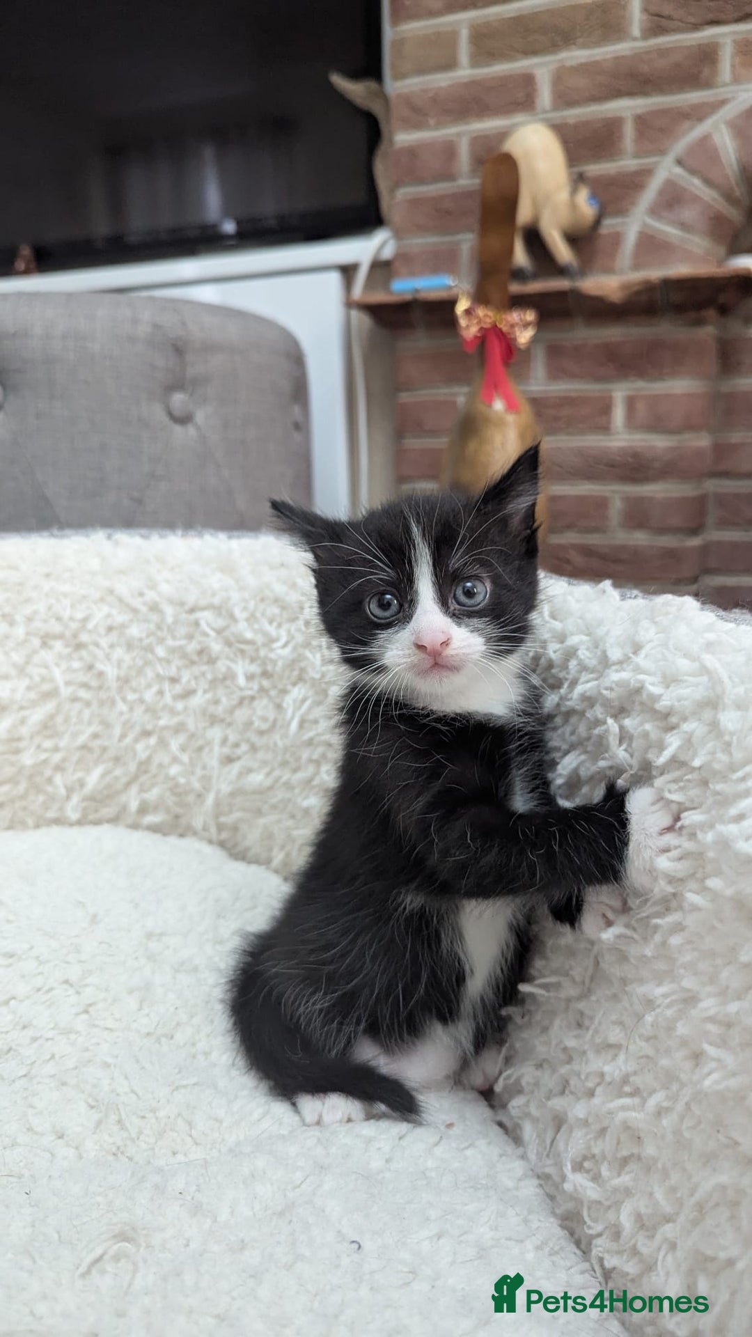 European cats for sale: 5 European shorthair kittens  - Image 29
