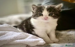 Mixed Breed cats for sale: 3 Fluffy Ragdoll X Kittens available!! - Image 9